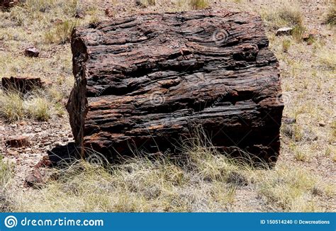 Big Piece Of Petrified Wood Stock Photo Image Of Geology Desert