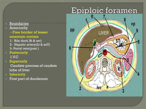 Ppt The Peritoneum Powerpoint Presentation Free Download Id1785134