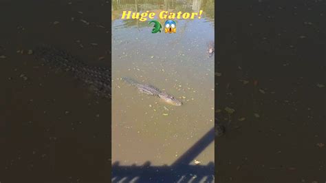 Huge Gator 😱🐊 Alligators Nature Shorts Shortsfeed Scary