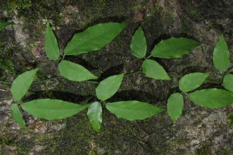 种植技术 三农经