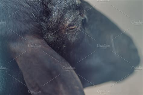 the black sheep | Animal Stock Photos ~ Creative Market