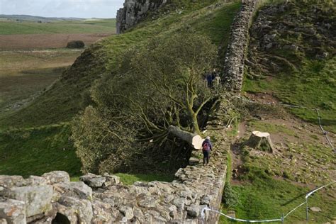 Mp Warns Decision On Future Of Northumberlands Sycamore Gap On Hadrian