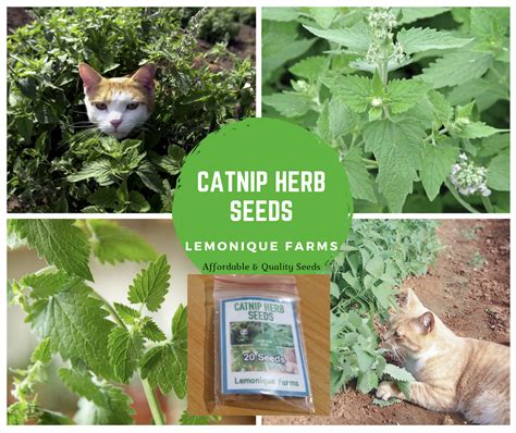 Catnip Herb Seeds Catnip Seeds Lazada Ph