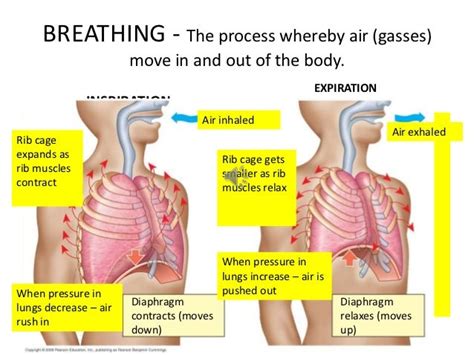 respiratory system process of breathing with diagram Science ...