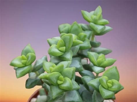 16 Types of Crassula Plant Varieties with Names & Pictures