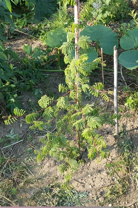 Mimosa Hostilis plant – Dutch Medicine Man