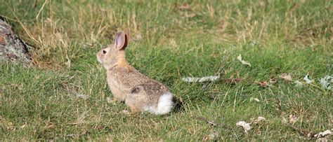 Wild Rabbit FAQ - Erie Area Rabbit Society and Rescue (EARS)