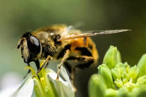 Abeja Caracter Sticas Alimentaci N H Bitat Reproducci N Depredadores