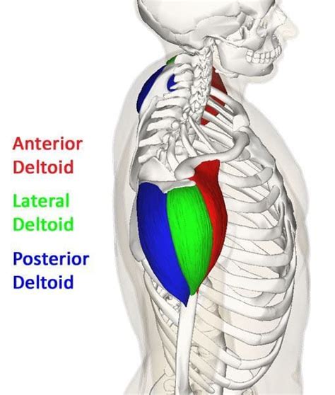 5 Ways To Build And Sculpt Rear Delt Muscles - ValentinBosioc.com