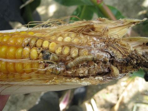 European Corn Borer Pests Of Corn Download Scientific Diagram