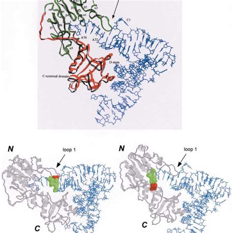 Top Crystal Structure Of E Coli MTFfMet TRNA Complex TRNA In Blue