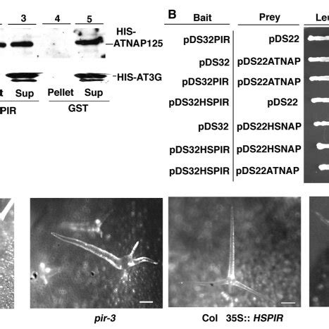 Arabidopsis PIR And Human SRA1 Have Interchangeable In Vivo Functions