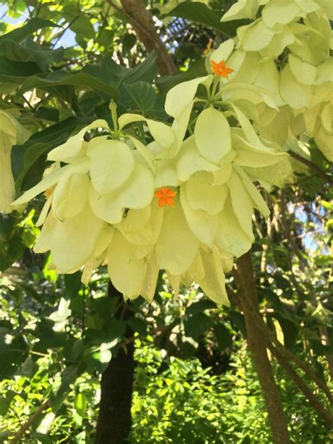 Queen Elizabeth II Botanic Park Grand Cayman Cayman Islands Grand