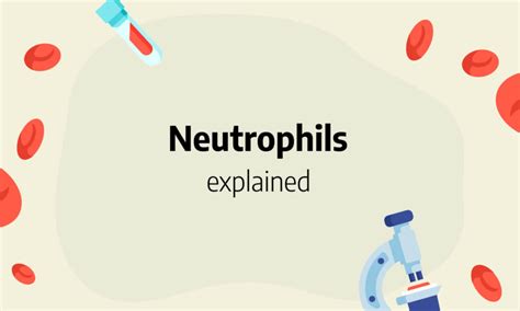 Neutrophils: definition, absolute count, high, low and normal range