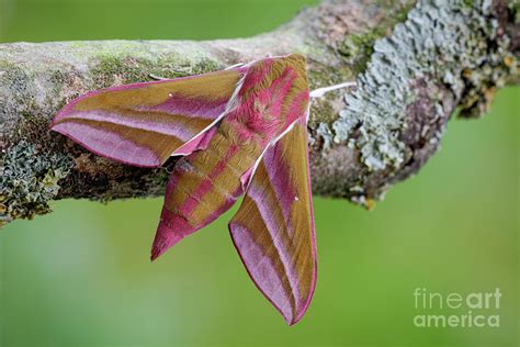 Elephant Hawk Moth By Heath Mcdonald Science Photo Library