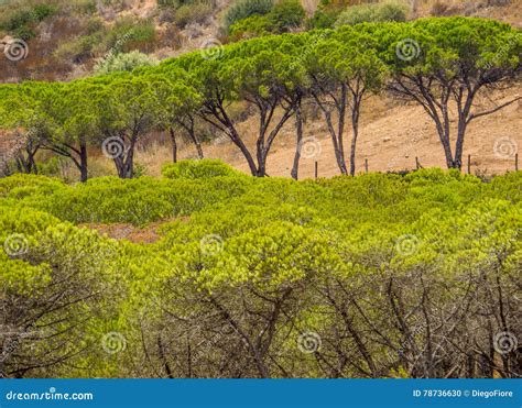 Mediterranean Pine Trees Stock Photo Image Of Environment 78736630