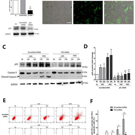 P53 Participated In Hms Induced Apoptosis Of Myoblasts A C2c12