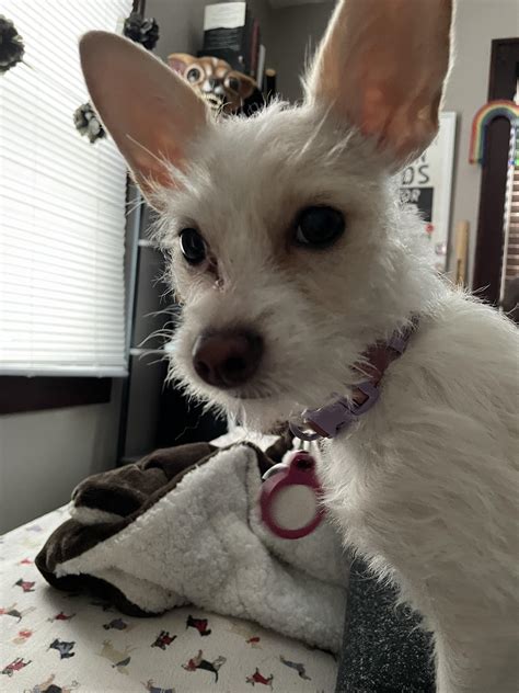 Jack Russell Terrier Chihuahua Mix Dog Your Jack Russell Chihuahua Mix