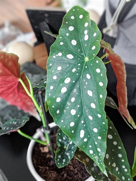 How To Care For The Gorgeous Begonia Maculata Plant