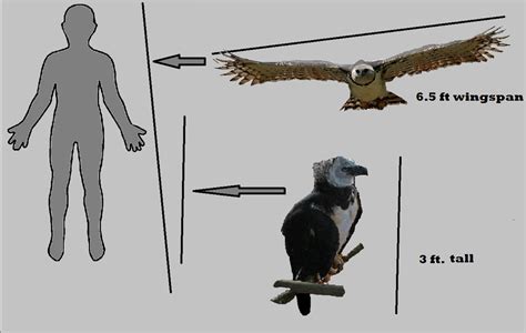 harpy eagle size comparison by king-ocelot-claws on DeviantArt