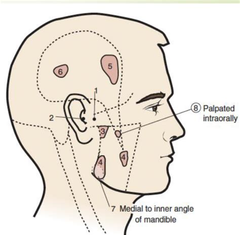 Lecture Normal Oral Anatomy Flashcards Quizlet