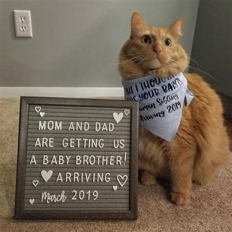 Pregnancy Announcements With Cats