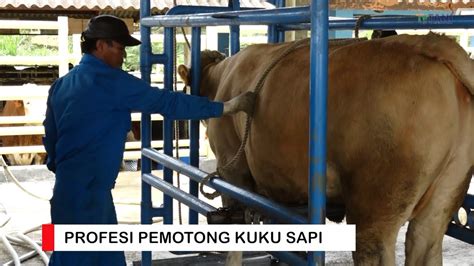 Perofesi Pemotong Kuku Sapi Di Balai Embrio Ternak Cipelang YouTube