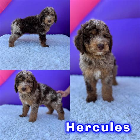 Over the Moon Poodles and Doodles in Idaho | Bernedoodle puppies | Good Dog