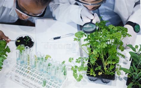 Plants Teamwork Or Scientists With Magnifying Glass Or Test Tube For