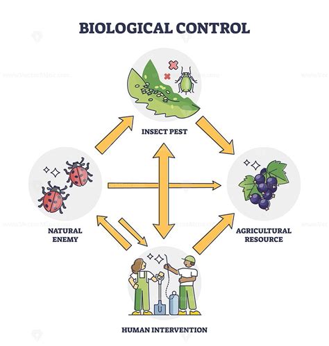 Biological Control With Insect Pest And Human Intervention Outline Diagram Vectormine