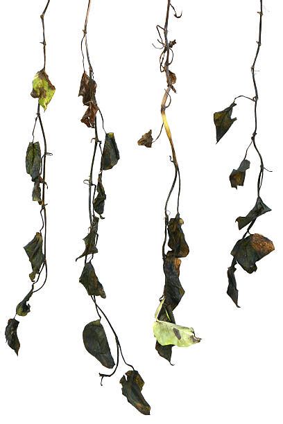 70 Rotten Hanging Vines Stock Photos Pictures And Royalty Free Images