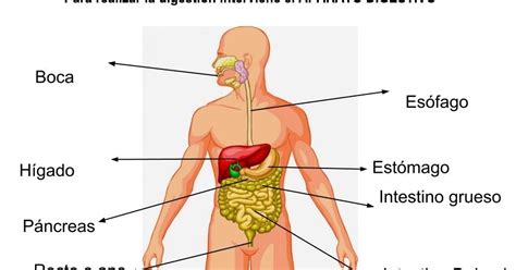 Aparatos De La Funci N De Nutrici N Ciencias Naturales En San Cucao