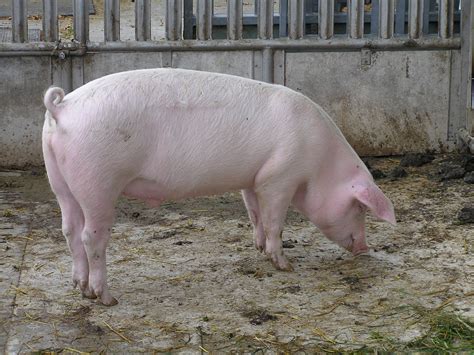 sus scrofa domesticus biquipedia  enciclopedia libre