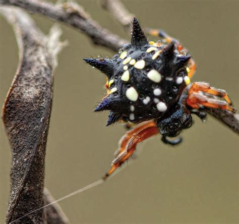 Jewel Spider, Australia : r/spiders