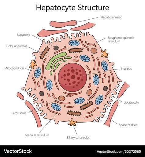 Hepatocyte Cell Structure Diagram Medical Science Vector Image