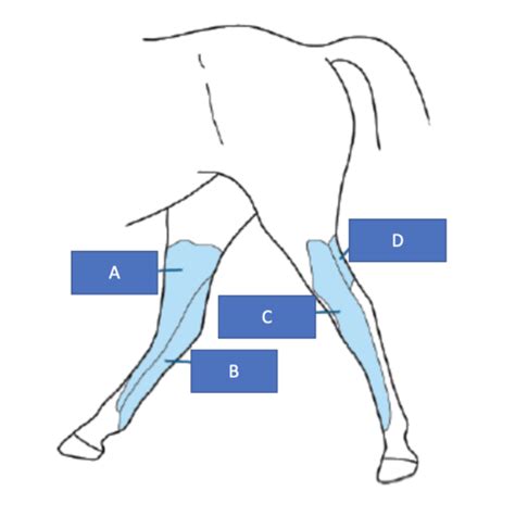 Equine Hindlimb Nerves Flashcards Quizlet