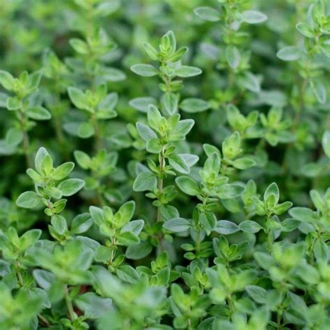 Thyme (Thymus vulgaris) – Natural Alchemy