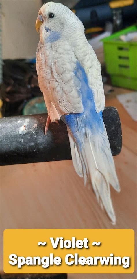 Clearwing Mutation Budgie Bubble Atelier Yuwa Ciao Jp