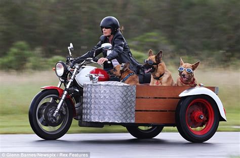 In for a ruff ride: Trio of dogs hit the open road in a sidecar ...