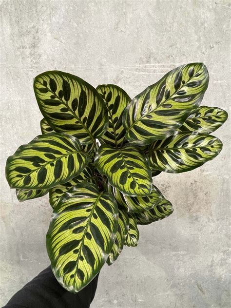 Calathea Makoyana Peacock Plant Gippsland Indoor Plants