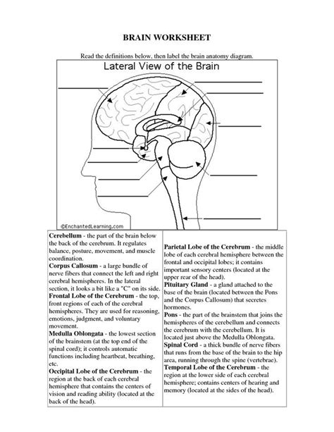 Parts Of The Brain Cut And Stick Worksheet Teacher Made Worksheets