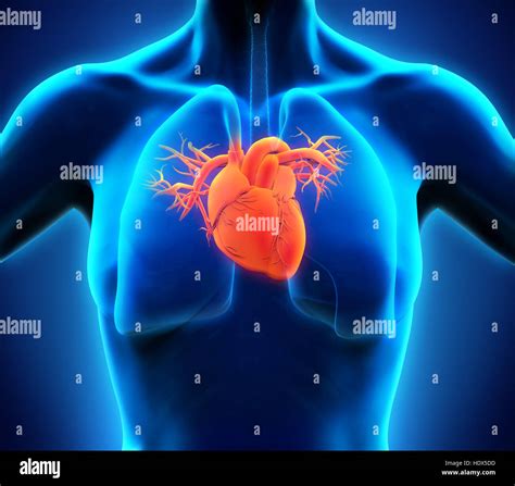 Modelo De Anatomia Del Corazon Humano Fotografia De Stock Images