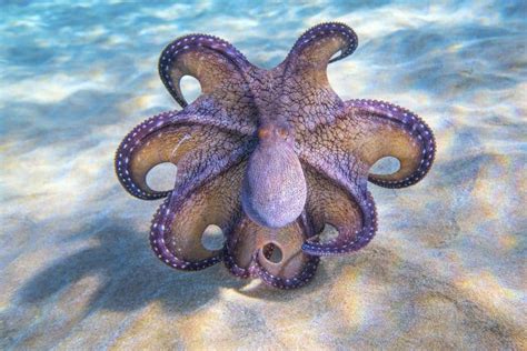 How Do Octopuses Breathe Octonation The Largest Octopus Fan Club