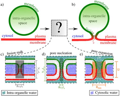 Three Stages In The Life Of The Fusion Pore A Representation Of A