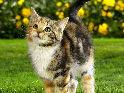 Cute Calico Tabby Kittens