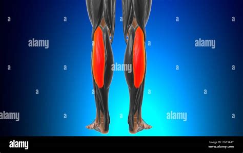 Lateral Head Of Gastrocnemius Muscle Anatomy For Medical Concept D