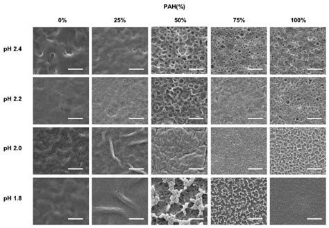 Polymers Free Full Text Porous Layer By Layer Films Assembled Using Polyelectrolyte Blend To