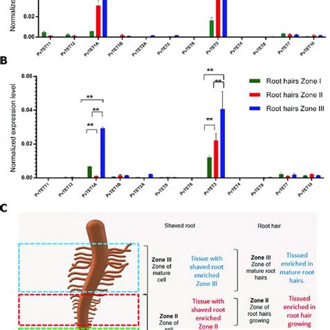 Tetraspanin Gene Expression Profile In P Vulgaris Root Or Root Hairs