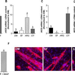 L Citrulline Protects C2C12 Muscle Myotubes From Wasting Myotube