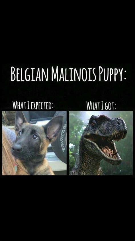 Belgian malinois behavior problems – Artofit